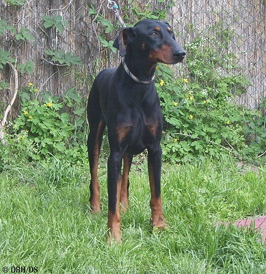 Dobermannrüde Tristan