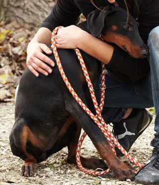 Dobermannhündin JOSEPHINE