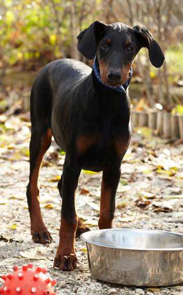 Dobermannhündin LILO