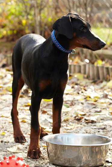 Dobermannhündin LILO