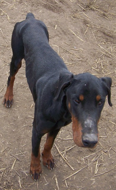 Dobermannrüde Uncas