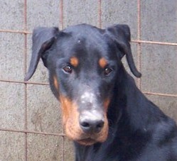 Dobermannrüde Uncas