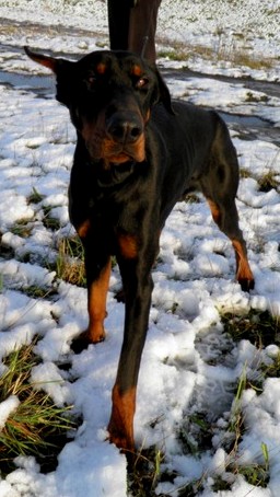 Dobermannrüde Vito