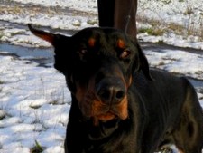 Dobermannrüde Vito