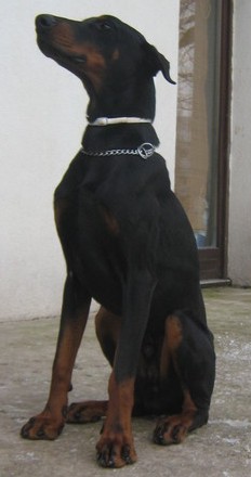 Dobermannrüde Vito