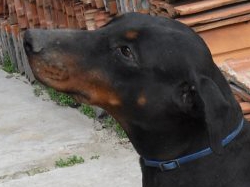 Dobermannhündin Wally