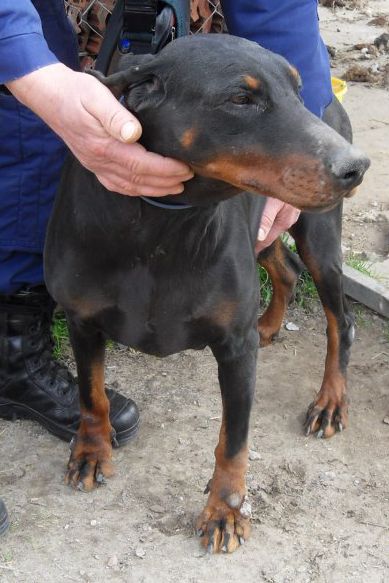 Dobermannhündin Wally