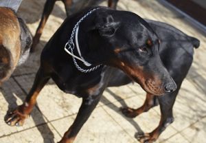 Dobermannhündin Wally