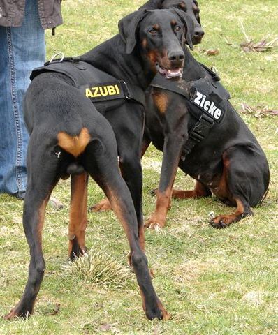 Dobermannrüde Elvis