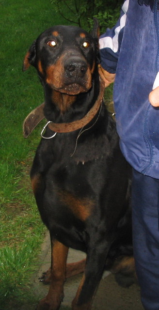 Dobermannrüde Zeus