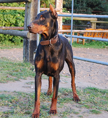 Dobermannrüde Zeus