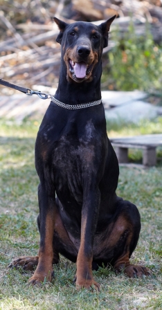 Dobermann-Rüde Armani
