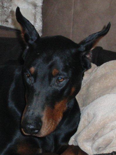 Dobermannhündin Betty