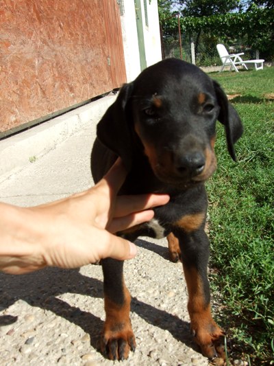 Dobermannrüde Don