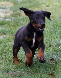 Dobermannrüde Don