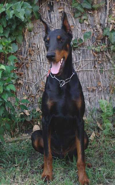 Dobermannrüde Excel