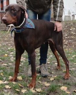 Dobermannhündin Havanna