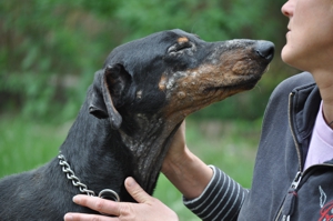 Dobermannhündin Kleo