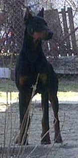 Dobermannrüde Magnum