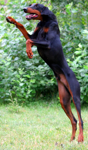 Dobermann-Rüde Morpheus