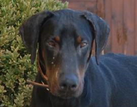 Dobermannrüde Joker