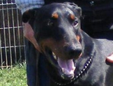 Dobermannrüde Odysseus