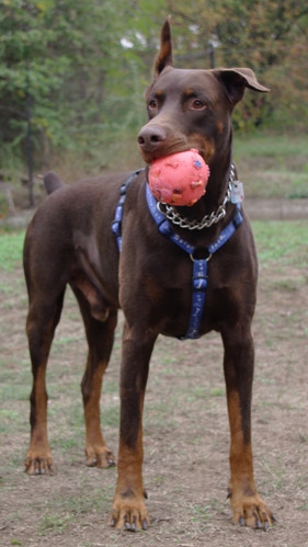 Dobermannrüde Szultan