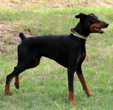 [Translate to Ungarisch:] Dobermann-Rüde Tapi