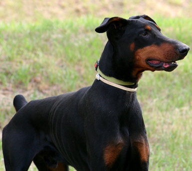 [Translate to Ungarisch:] Dobermann-Rüde Tapi