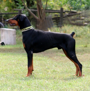 Dobermann-Rüde Tapi