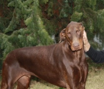 Dobermannrüde Ben