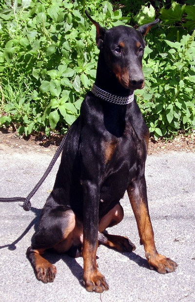 Dobermannrüde Kenzo