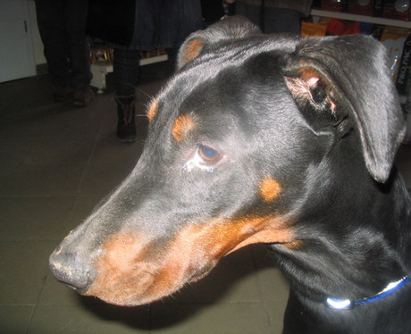 Dobermannhündin Jazzy