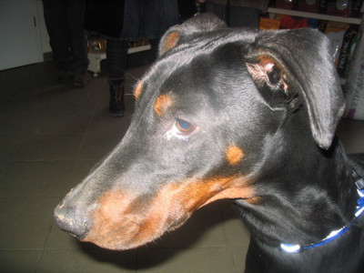 Dobermannhündin Jazzy