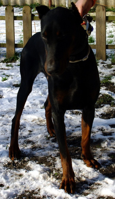 Dobermannrüde Bertie