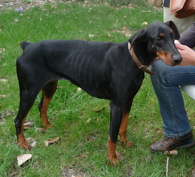 Dobermannhündin Bonnie