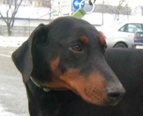 Dobermannhündin Hera