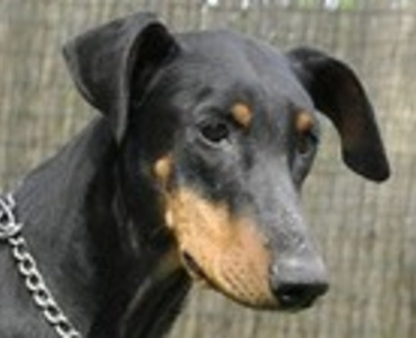 Dobermannhündin Kleo