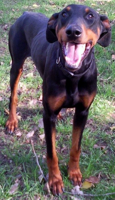 Dobermannrüde SERGIO