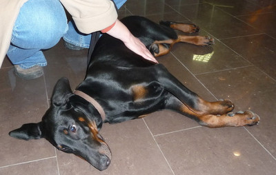 Dobermannrüde Elvis