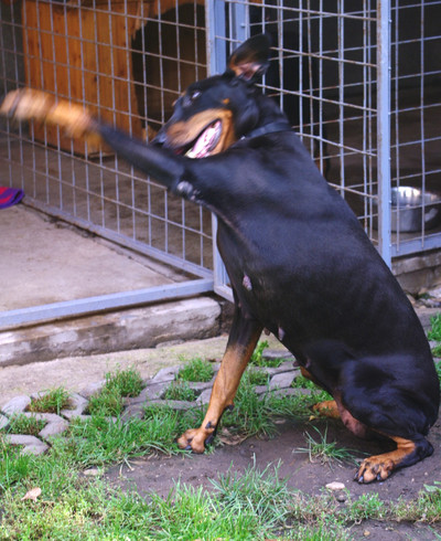 Dobermannhündin Nanny