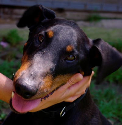 Dobermannhündin Nanny