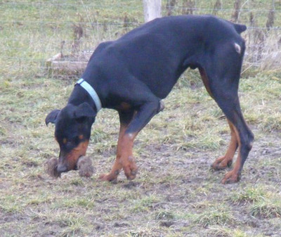 Dobermann-Rüde Bruno