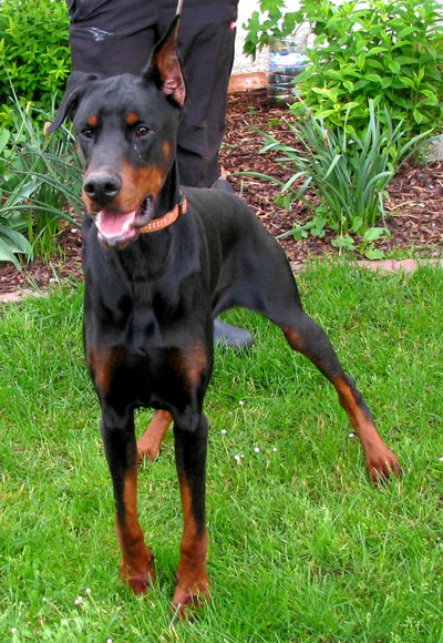 Dobermannrüde Connor