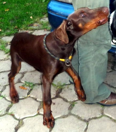 Dobermannrüde Falco