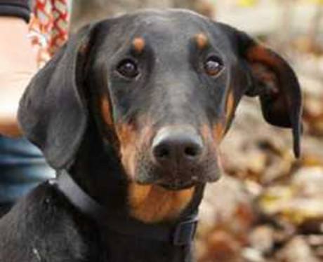 Dobermannhündin MAYA