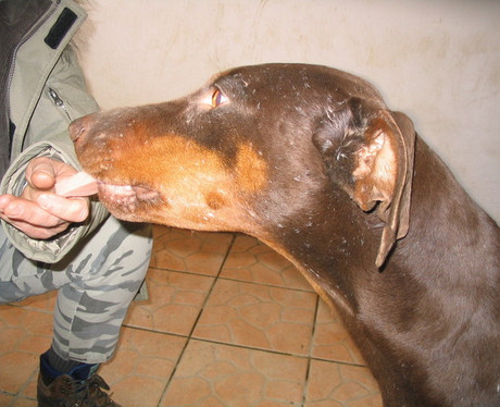 Dobermannhündin Gina