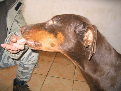 Dobermannhündin Gina