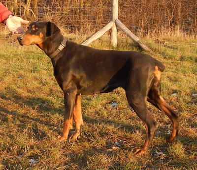 [Translate to Ungarisch:] Dobermannhündin Greta