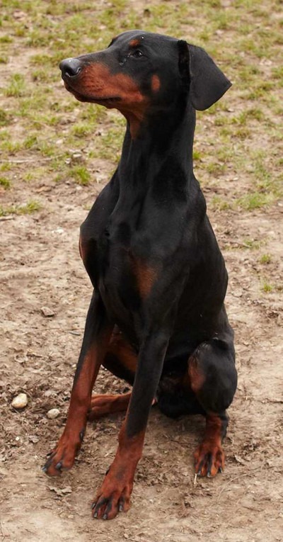 Dobermannrüde GUCCI